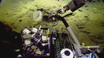 Media type: image;   Invertebrate Zoology 153111 Description: live specimen;
